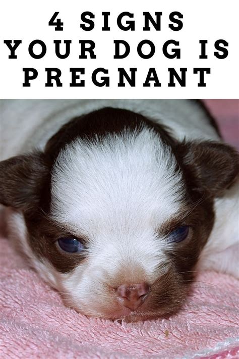 4 Signs Your Dog Is Pregnant Pregnant Dog Your Dog Cute Puppies
