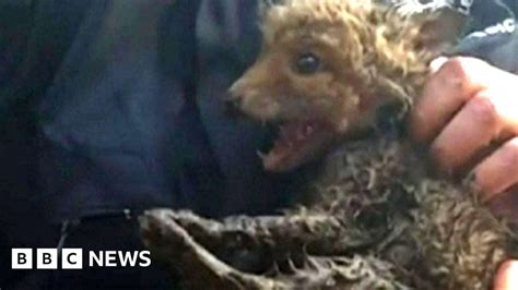 Trapped Fox Cub Rescued From Drain Bbc News