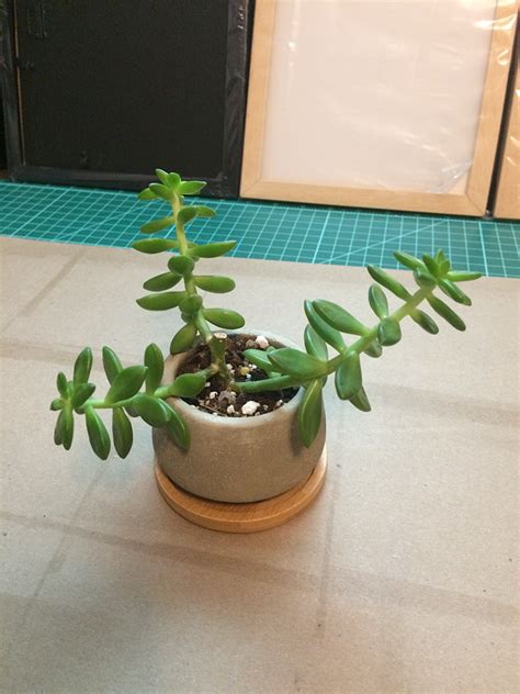 How can i identify my succulent? My succulent is growing stupid, what should I do? : succulents