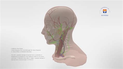Lymphatics Of Head And Neck Download Free 3d Model By University Of
