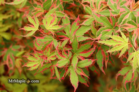 Buy Acer Palmatum Beni Shichihenge Pink Variegated Japanese Maple