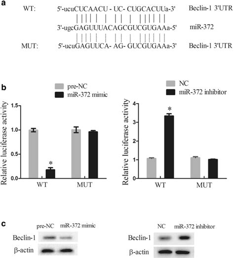 mir 372 regulated beclin 1 expression a the bind sites between mir 372 download scientific