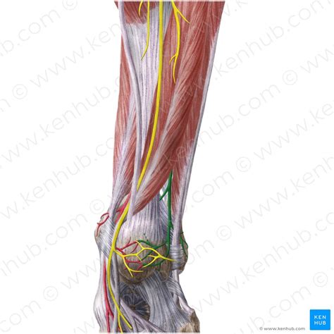 Fibular Peroneal Artery Anatomy Branches Supply Kenhub