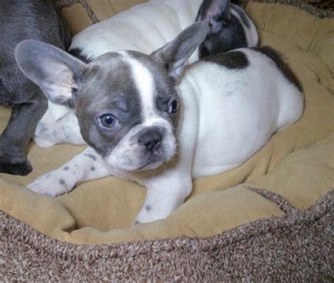 Gotcha day for our new baby! French Bulldog Puppy for Sale - Adoption, Rescue for Sale ...