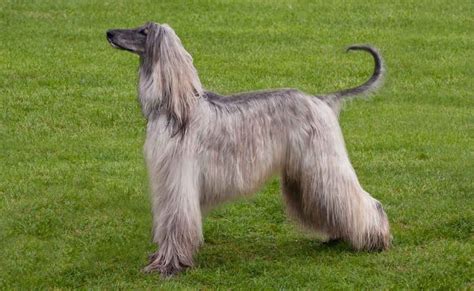 16 Long Haired Dogs You Must See In 2020 Dog Breeds Hound Dog Breeds