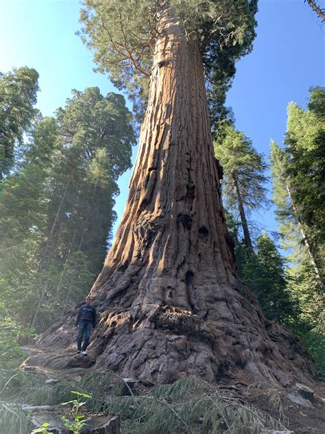 Biggest Tree In The World The President Tree Third Largest Tree In