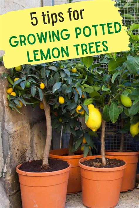 Lemon Tree Plant Chain Impressed