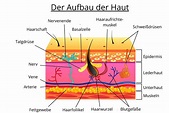 Der Aufbau der Haut Farbenhaut | Farbenhaut - Alles über ...