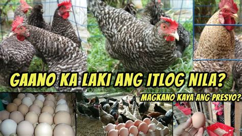 Gaano Ka Laki Ang Itlog Ng Heritage Breed Manok Magkano Ang Presyo