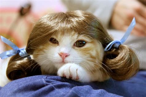 17 Best Images About Cat Wearing Wig On Pinterest Cats