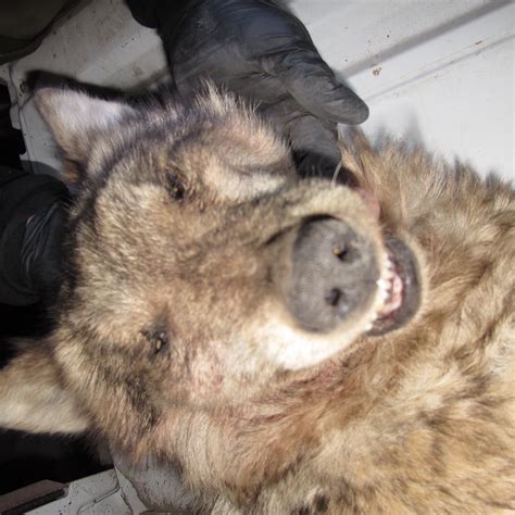 The Tragic Story Of The Death Of Mexican Wolf 1288 At The Hands Of Usda