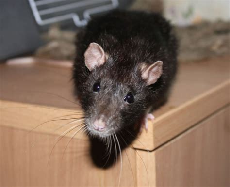 Ratten bekämpfen und aus Haus und Garten effektiv vertreiben