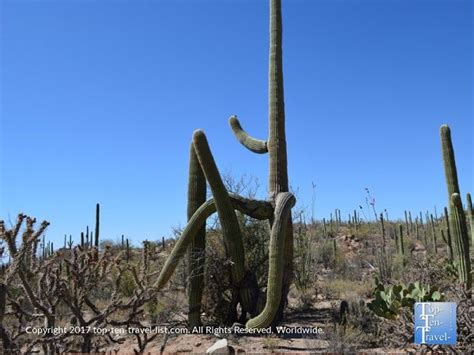 It's best to leave it to the pros. Attraction of the Week: Saguaro National Park | National ...