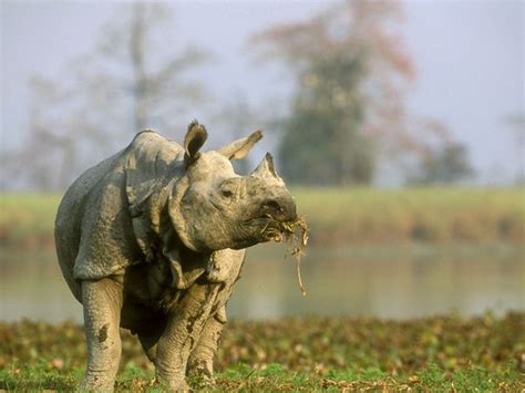 Indian Rhinoceros Animal Wildlife