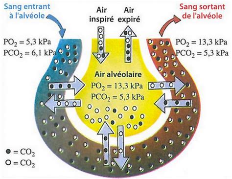Séance Échanges gazeux au niveau des poumons Cours AlloSchool