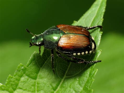 Beetle Facts Types Lifespan Classification Habitat Pictures
