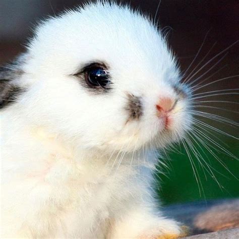 Cutest Bunny Ever Cute Animals Cute Baby Bunnies Baby Animals