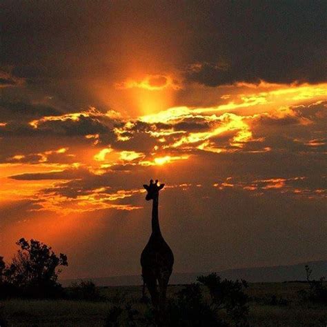 Enjoy This Stunning Shot Of A Giraffe Silhouetted At Sunset In The