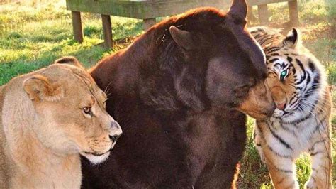 Lion Tiger And A Bear Havent Left Each Others Side For 15 Years
