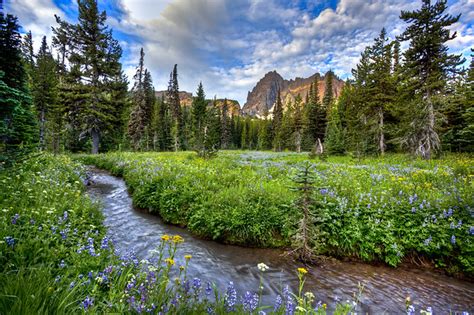 Mountain Meadow Flickr Photo Sharing