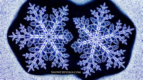 Identical Twin Snowflakes