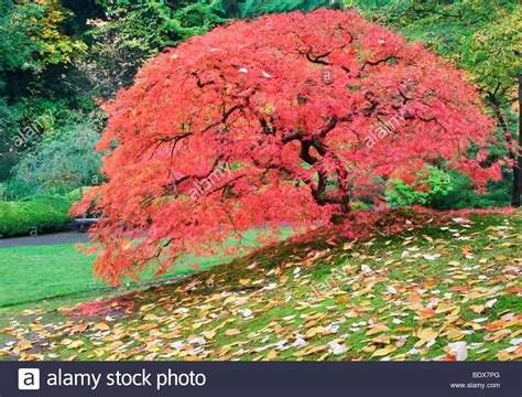 Japanese Maple Tree In Fall Color Portland Japanese