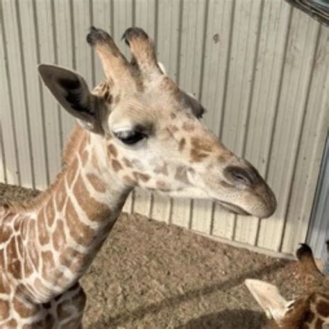 April, azizi and oliver the giraffe outside. April, Oliver, Tajiri, Azizi & Johari (Taj's mate). image ...