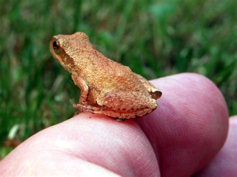 Do Spring Peepers Come Out In Vermont