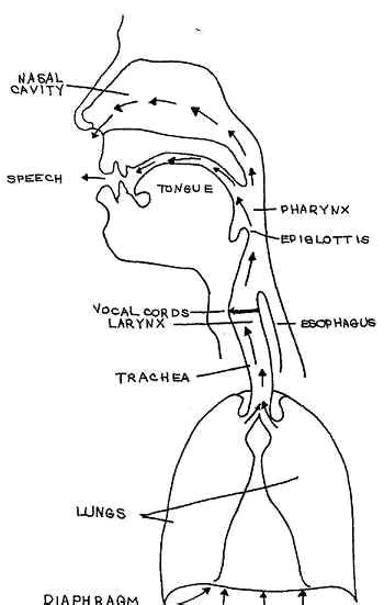 Diagram Of Swallowing Areas