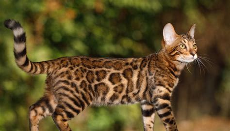 7 Cat Breeds That Look Like Wild Animals Yummypets