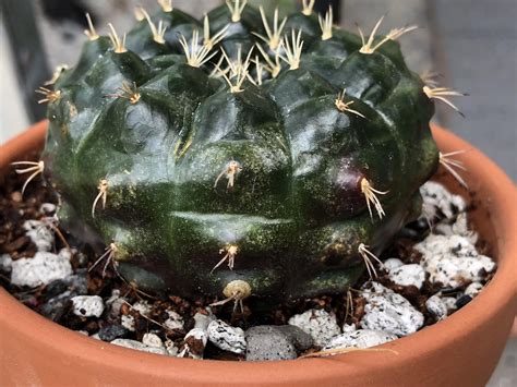 Gymnocalycium Showed These Light Speckles And Black Spots Is This