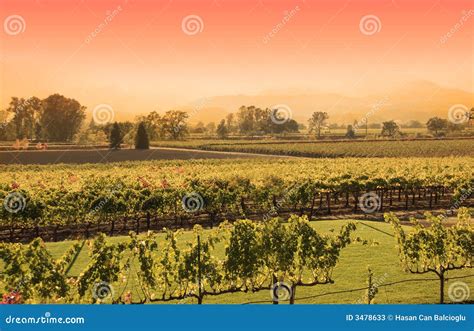 Napa Vineyard Sunset Stock Image Image Of Agriculture 3478633