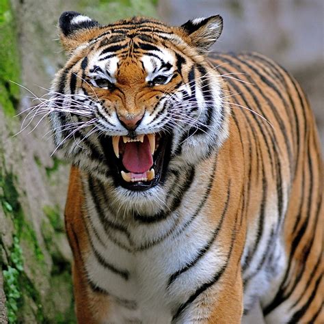 9 Extraordinary Animals That Makes The Wildlife In India Unique