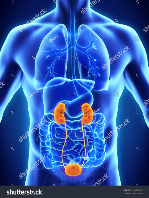 Human Kidneys Anatomy Stock Photo 256695604 Shutterstock