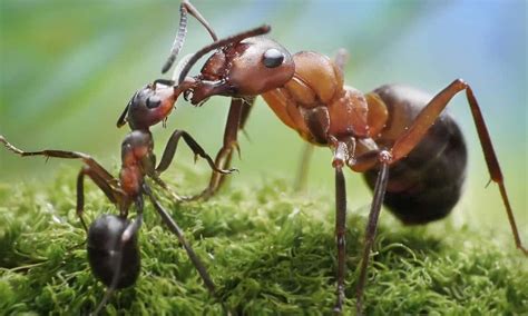 Como Saber Se A Formiga é Macho Ou Fêmea