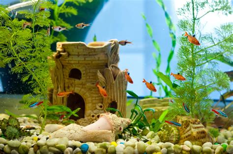 How To Create Fantastic Diy Aquarium Decorations Pawtracks