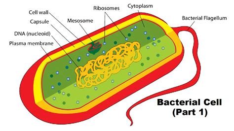 Parts Of A Bacterial Cell And Their Functions