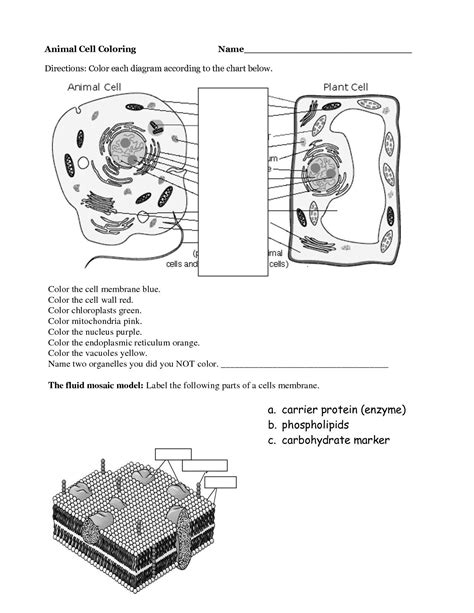 Plant Cell Coloring Worksheet Rc 9008 Detailed Color Diagram A Plant