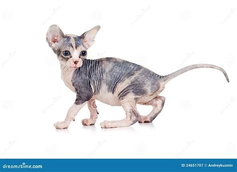 Funny Hairless Kittens Brood Of Canadian Sphynx Royalty Free Stock