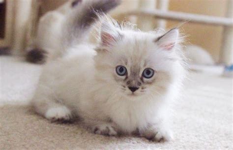 All our kittens are tica/cfa registered. munchkin-kittens-for-sale-americanlisted_37661243.jpg ...