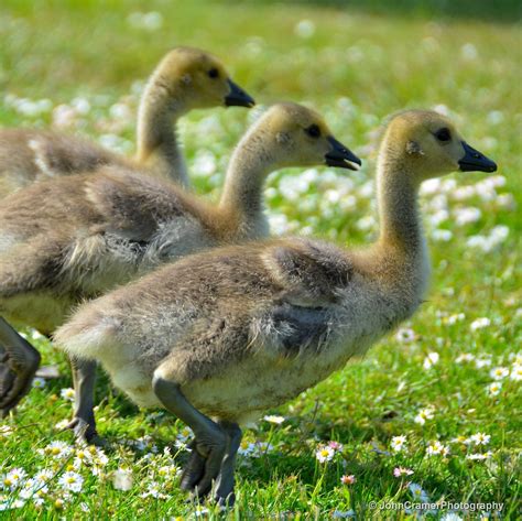 3 Goslings John G Cramer Iii Flickr