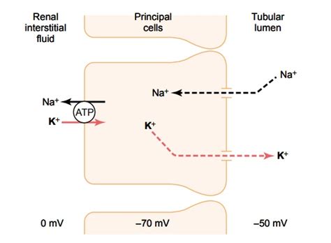 This organ's cellular complexity has hindered progress in understanding the mechanisms underlying chronic kidney disease, which affects 10% of the world's. Potassium Secretion by Principal Cells of Late Distal and ...