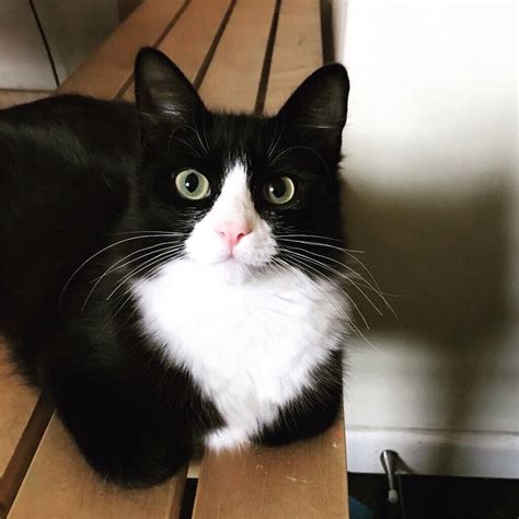 Fluffy Tuxedo Cat Almost 1 Year Old Male In Clapham London Gumtree
