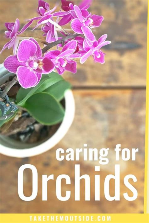 Orchid Care For Beginners Its Easier Than You Thought ⋆ Take Them