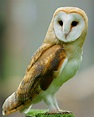Barn owl - Wikipedia