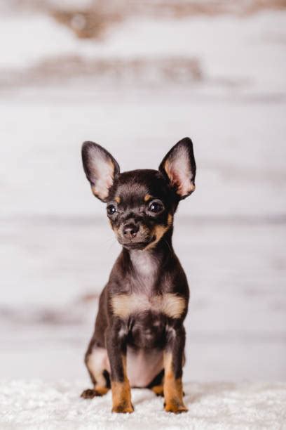Happy Birthday Chihuahua Stock Photos Pictures And Royalty Free Images