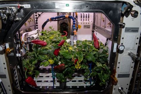 Astronaut Nasa Panen Cabai Di Luar Angkasa Bisa Masak Taco