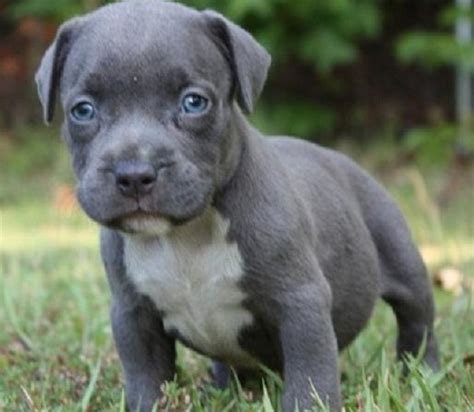 All Black Pitbull Puppies With Blue Eyes