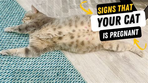Is My Cat Pregnant How To Recognize The Signs That A Cat Is Pregnant