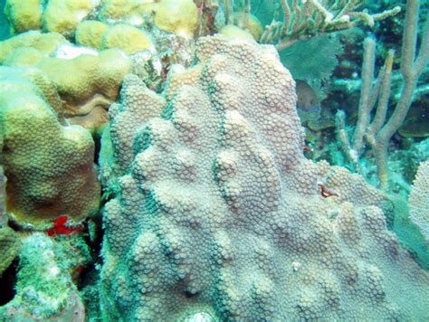 Coralpedia Montastraea Faveolata
